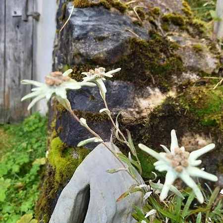 Schoenwetter * Grosssolk