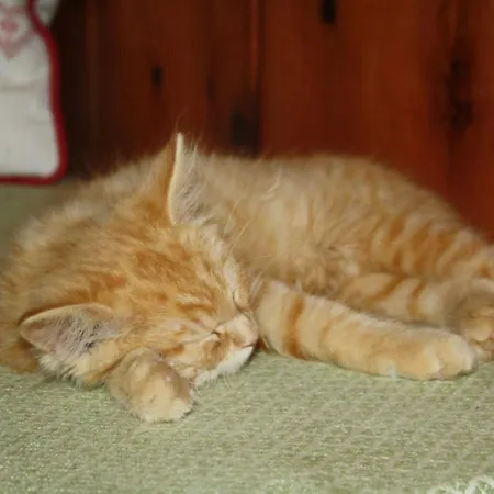 Appartamento Schoenwetter Grosssolk