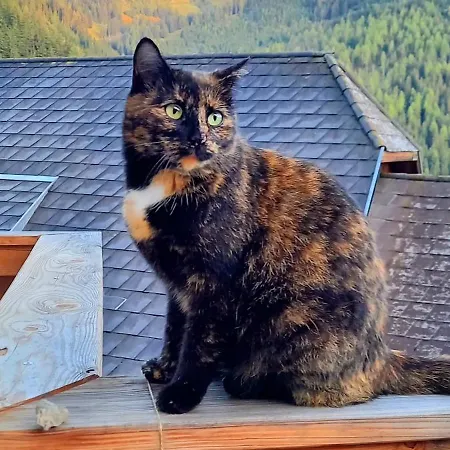 Schoenwetter 公寓 Grosssolk