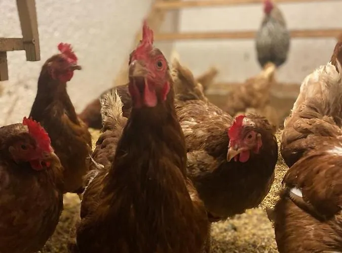 Apartment Schoenwetter