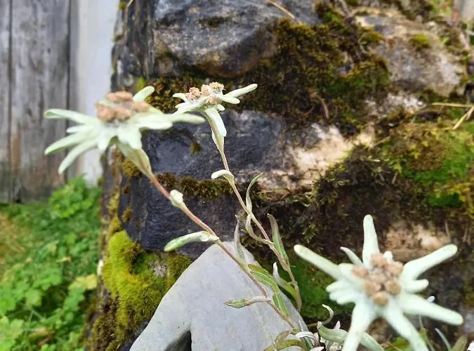 Schoenwetter * Grosssolk