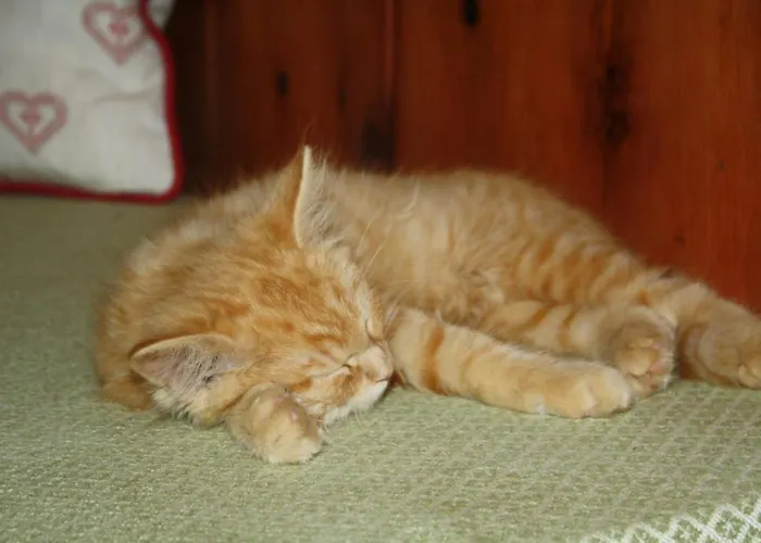 Apartment Schoenwetter Grosssolk
