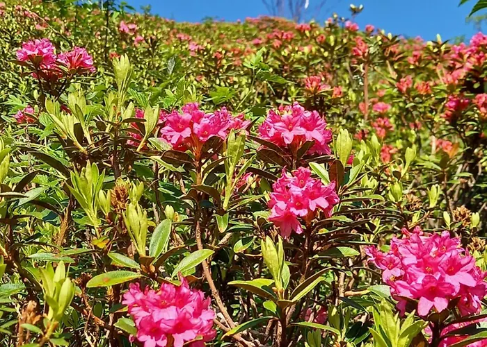 Apartment Schoenwetter